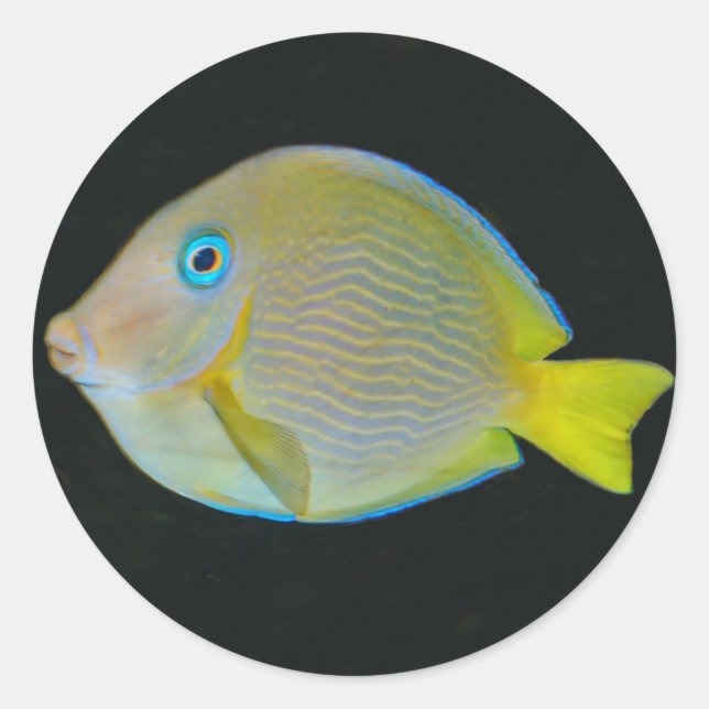 Pegatinas de pescado amarillo y azul (Anverso)