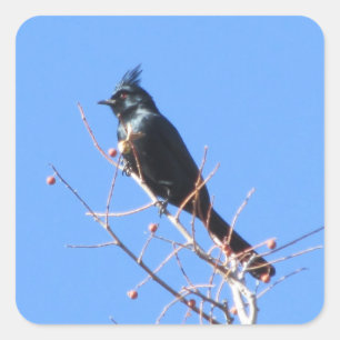 Pegatinas de Phainopepla