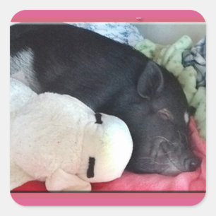 Pegatinas de Pig Square sonrientes
