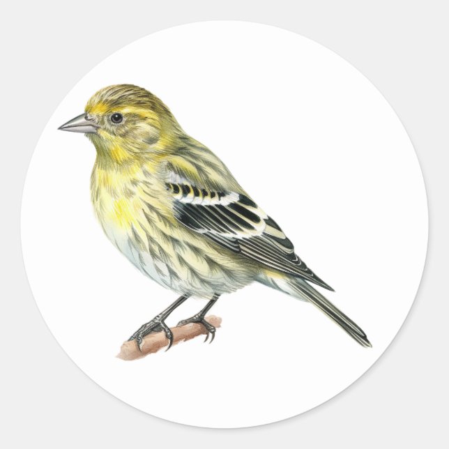 Pegatinas de Pine Siskin Songbird (Anverso)