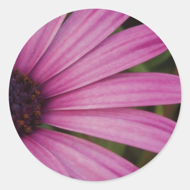 Pegatinas de Pink Daisy (Anverso)