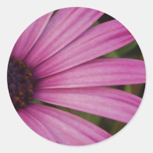Pegatinas de Pink Daisy