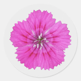 Pegatinas de Pink Dianthus
