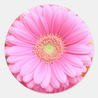 Pegatinas de Pink Gerber Daisy