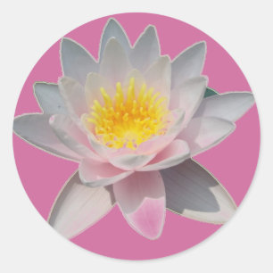 Pegatinas de Pink Waterlily