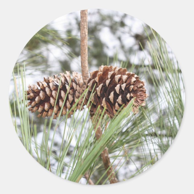 Pegatinas de pino (Anverso)