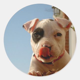 Pegatinas de Pitbull