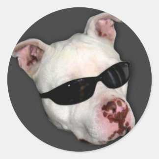 Pegatinas de Pitbull