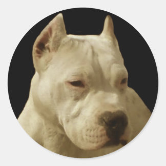 Pegatinas de pitbull blanco