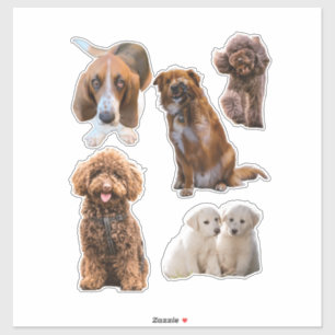 Pegatinas de Planificador de Perros