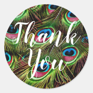 Pegatinas de pluma de pavo real de agradecimiento