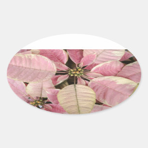 Pegatinas de Poinsettia Oval