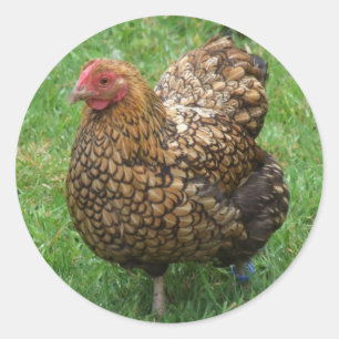 Pegatinas de pollo