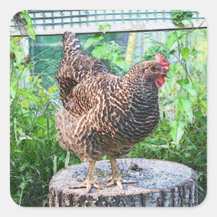 Pegatinas de Pollo de País