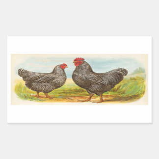 Pegatinas de Pollos de Rock de Plymouth Vintage