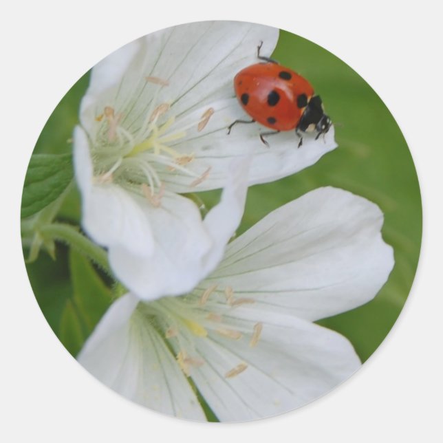 Pegatinas de primavera (Anverso)