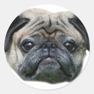 Pegatinas de pug Dog