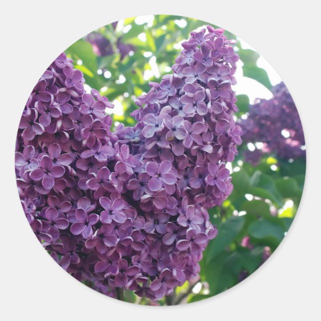 Pegatinas de Purple Lilacs (Anverso)