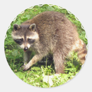 Pegatinas de Raccoon