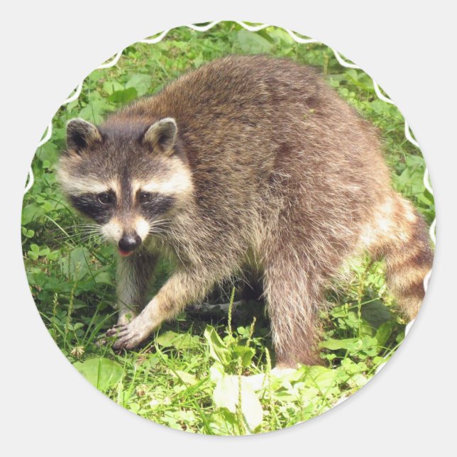 Pegatinas de Raccoon (Anverso)