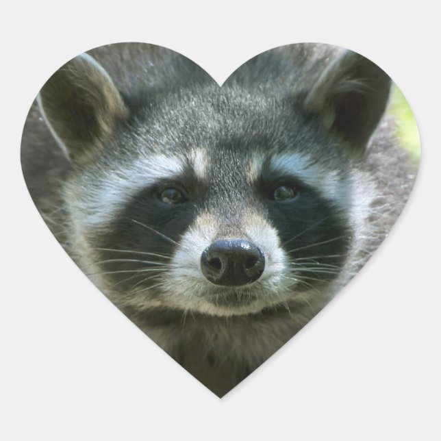 Pegatinas de Raccoon (Anverso)