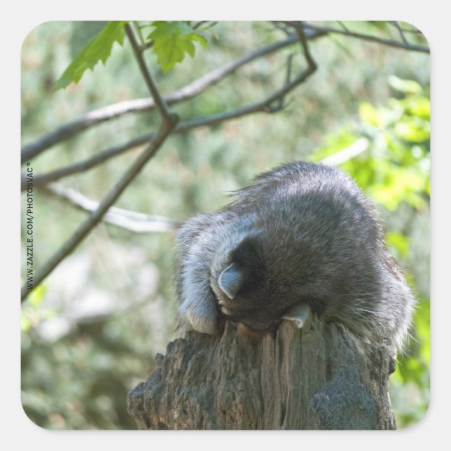 Pegatinas de Raccoon durmientes (Anverso)