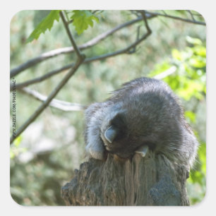 Pegatinas de Raccoon durmientes