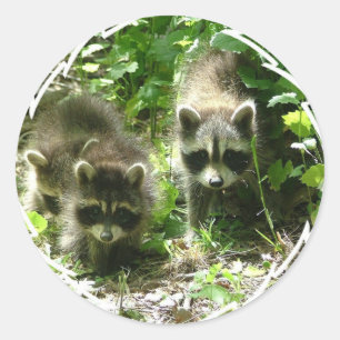 Pegatinas de Raccoon Habitat