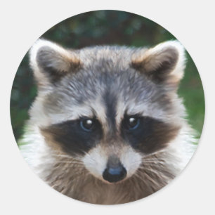 Pegatinas de Raccoon Wild Animales Salvajes