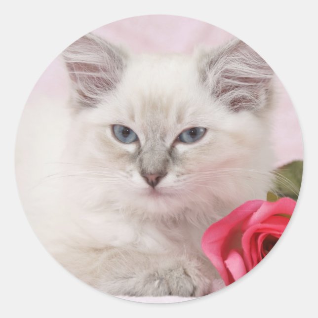 pegatinas de ragdoll kitten (Anverso)