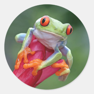 Pegatinas de rana