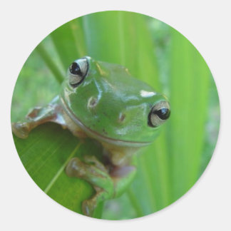 Pegatinas de rana