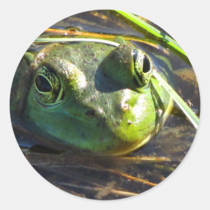 Pegatinas de Rana Bull