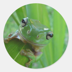 Pegatinas de rana cuta
