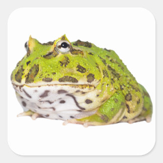 Pegatinas de rana de pato verde