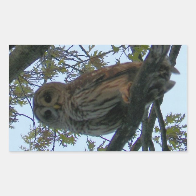 Pegatinas de Rectángulo de Lechuza Barrada (Lechuz (Anverso)