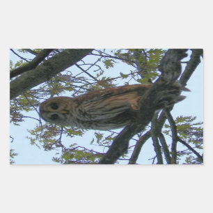 Pegatinas de Rectángulo de Lechuza Barrada (Lechuz