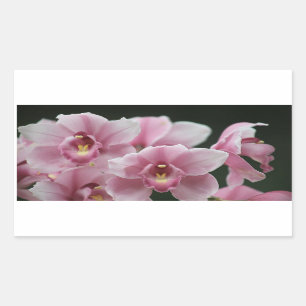pegatinas de rectángulos de cierre de orquídeas ro