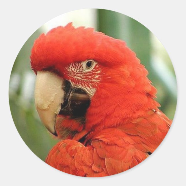 Pegatinas de Red McCaw (Anverso)