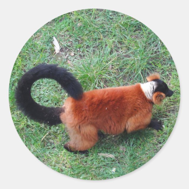 Pegatinas de Red Ruffed Lemur #2 (Anverso)