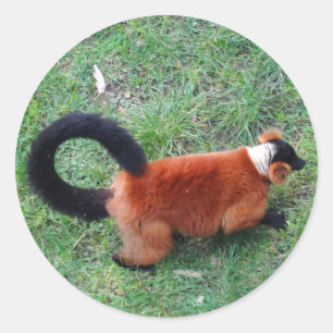 Pegatinas de Red Ruffed Lemur #2