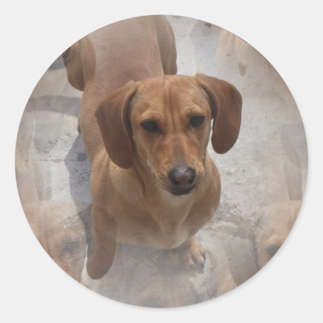 Pegatinas de rescate de Dachshund (Anverso)