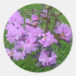 Pegatinas de Rhododendron Púrpura