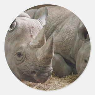 Pegatinas de rinocerontes durmientes