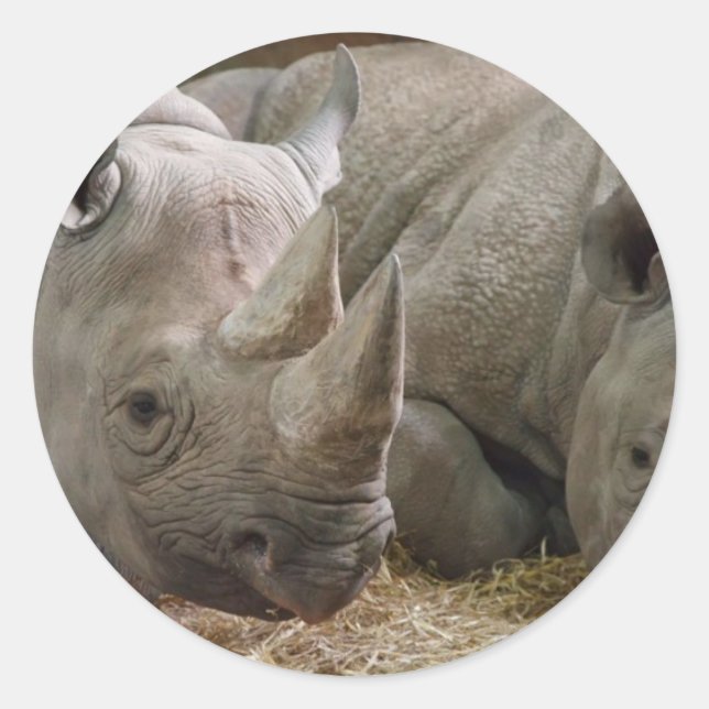 Pegatinas de rinocerontes durmientes (Anverso)