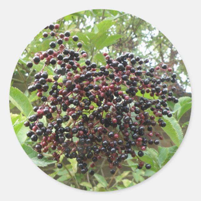 Pegatinas de Ripening Elderberries (Anverso)