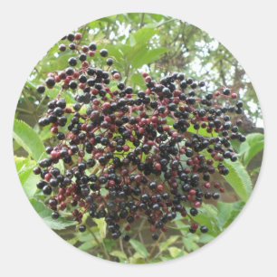 Pegatinas de Ripening Elderberries