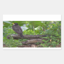 Pegatinas de Robin Photo