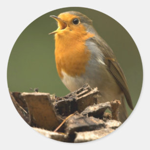 Pegatinas de Robin Singing