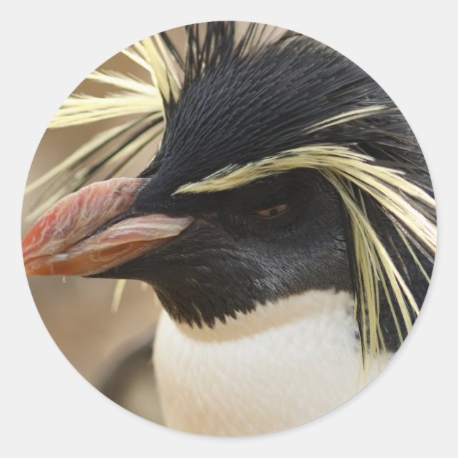 Pegatinas de Rockhopper Penguin (Anverso)